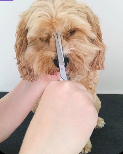 Full Groom (inclu- full groom, bath, dry, ear cleaning, paw pad cleaning, nail trim/file and sanitary shave.