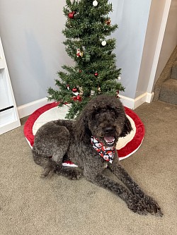 Christmas Groom