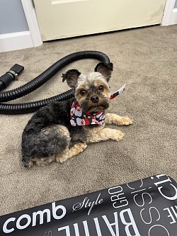 Yorkie Cut