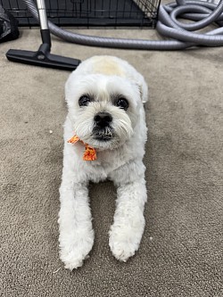 This girl got fluffy and so soft!
