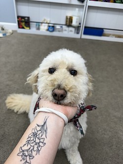 Chloe Girl