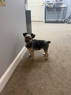 Kenzi
