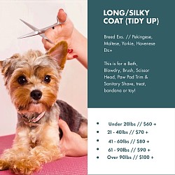 Long/Silky Coat (Tidy Up)