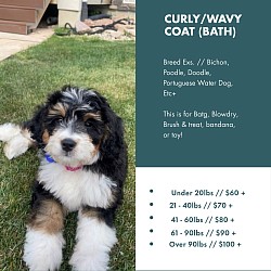 Curly/Wavy Coat (Bath)