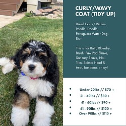 Curly/Wavy Coat (Tidy up)