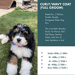 Curly/Wavy Coat (Full Groom)