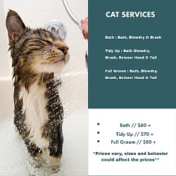 Cat Services